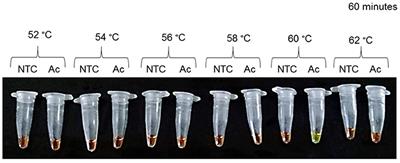 Development of a New LAMP Assay for the Detection of Ancylostoma caninum DNA (Copro-LAMPAc) in Dog Fecal Samples